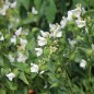 Preview: Tagblume White (Samen)