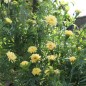 Preview: Tagetes Albatros (Samen)