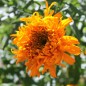 Preview: Tagetes Fantastic Orange (Samen)
