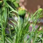 Preview: Tagetes Fantastic Orange (Samen)