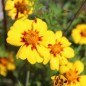 Preview: Tagetes Legion of Honor (Samen)