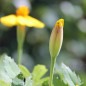 Preview: Tagetes Legion of Honor (Samen)