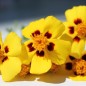 Preview: Tagetes Legion of Honor (Samen)
