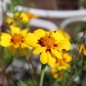 Preview: Tagetes Legion of Honor (Samen)