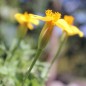Preview: Tagetes Legion of Honor (Samen)