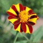 Preview: Tagetes Mr. Majestic (Samen)