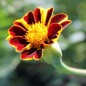 Preview: Tagetes Mr. Majestic (Samen)
