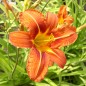 Preview: Taglilie orange (Pflanze)