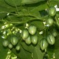 Preview: Tamarillo - Baumtomate rot (Samen)