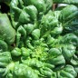 Preview: Tatsoi Tama (Samen)