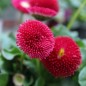 Preview: Tausendschönchen Red Ball (Samen)