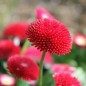 Preview: Tausendschönchen Red Ball (Samen)
