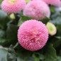 Preview: Tausendschönchen Rose Ball (Samen)