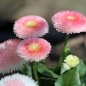 Preview: Tausendschönchen Rose Ball (Samen)