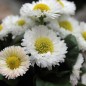 Preview: Tausendschönchen Pomponette White (Samen)