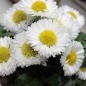 Preview: Tausendschönchen Pomponette White (Samen)
