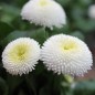 Preview: Tausendschönchen White Ball (Samen)
