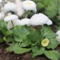 Preview: Tausendschönchen White Ball (Samen)