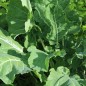 Preview: Blattkohl Tausendköpfiger Kohl (Samen)