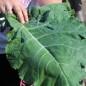 Preview: Blattkohl Tausendköpfiger Kohl (Samen)
