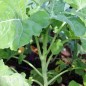 Preview: Blattkohl Tausendköpfiger Kohl (Samen)