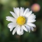 Preview: Tausendschönchen Pomponette White (Samen)