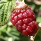 Preview: Tayberry (Pflanze)