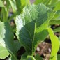 Preview: Blattsenf Texsel Äthiopischer Senf (Samen)