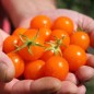 Preview: Tomate Golda (Samen)