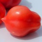 Preview: Tomate Bells of Russia (Samen)