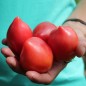 Preview: Tomate Bells of Russia (Samen)