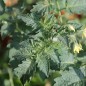 Preview: Wildtomate Bianca (Freilandsorte) (Samen)
