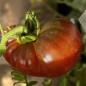 Preview: Tomate Black Krim (Samen)