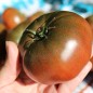 Preview: Tomate Black Krim (Samen)