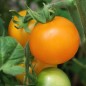 Preview: Tomate Blondköpfchen (Samen)