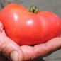 Preview: Tomate Brandywine pink (Samen)
