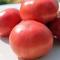 Preview: Tomate Brandywine pink (Samen)