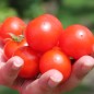 Preview: Tomate Ernteglück (Samen)