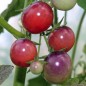 Preview: Tomate Glossy Rose Blue (Samen)
