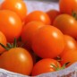 Preview: Tomate Golda (Samen)