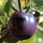 Preview: Tomate Indigo Rose (Samen)