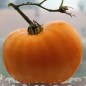 Tomate Orange Strawberry (Samen)