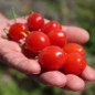 Preview: Tomate Principe Borghese (Samen)