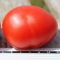 Preview: Tomate Rotkäppchen (Buschtomate) (Samen)