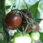 Preview: Tomate Schwarze Swetlana (Samen)