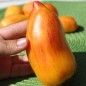 Preview: Tomate Yellow Fire (Samen)