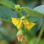 Preview: Tomatillo Amarylla (Samen)