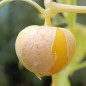 Preview: Tomatillo Amarylla (Samen)