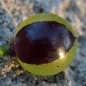 Preview: Wein Tressot Panaché (Pflanze)