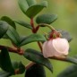 Preview: Ugni - Chilenische Guave (Pflanze)